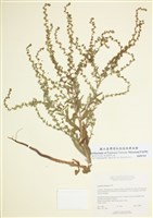 藏品(鶴蝨)的圖片